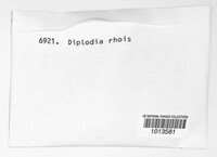 Diplodia rhois image